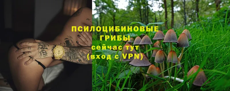 Псилоцибиновые грибы Psilocybine cubensis  MEGA ТОР  Будённовск 